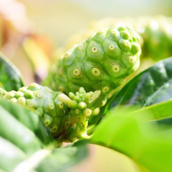 Green color raw noni fruit